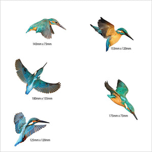 PRINTED ALUMINIUM - Kingfisher Set